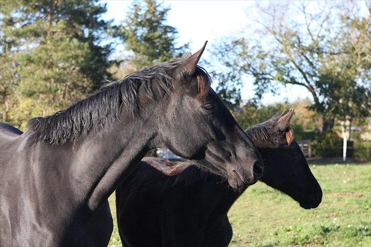 Dansk Varmblod Højbo´ Mylow  - Mandalay og Mylow billede 5
