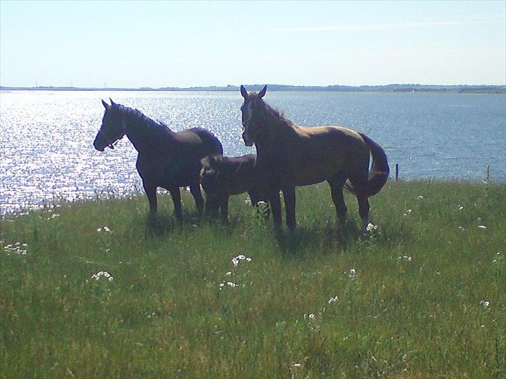 Dansk Varmblod Højbo´ Mylow  - Dejlig udsigt :)  billede 6