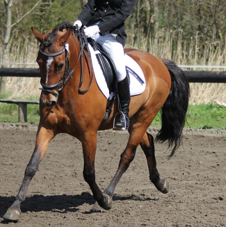 New Forest Firfod Fielfraz - SØG stævne 2010 billede 17