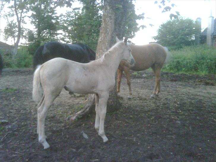 Palomino Enghavegårds Jasmin  *SOLGT* billede 1