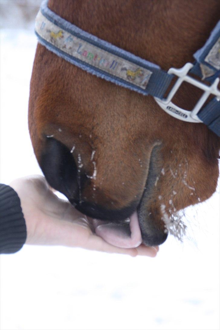 Traver Lemek Nordal - Du er sq så skøn<3 billede 16