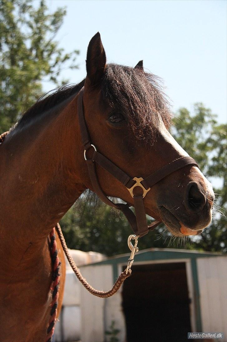 Anden særlig race Lucky Boy † miss you † - 15) Jeg behøver ikke vaske dig, for du skinner så smukt.. sådan er du bare <3 | Foto: KLT - FOTO | billede 15