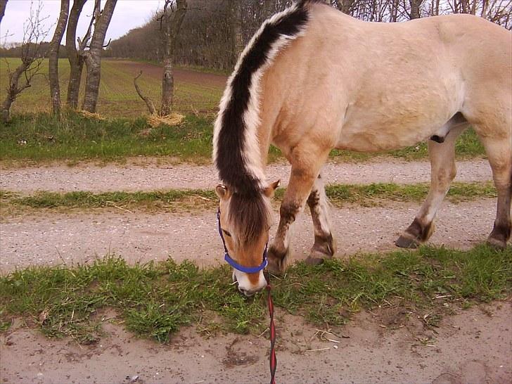 Fjordhest Beersmindes Tarzan billede 6