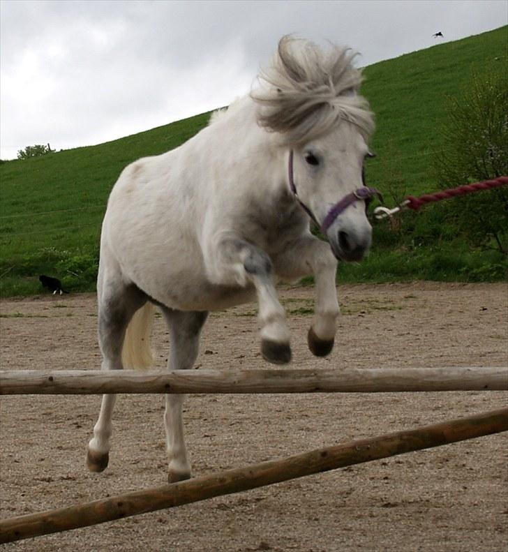 Dansk Miniature Katrinesmindes Perhaps  - D. 13 maj 2010 billede 15