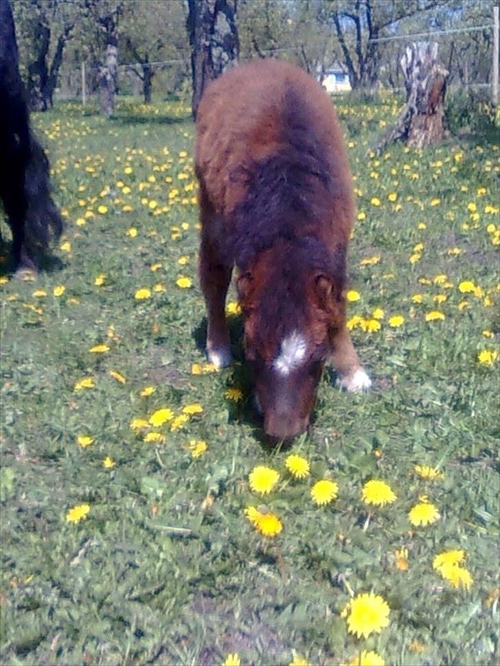 Shetlænder Fejø´s Fiona *RIP. D 22/4-12 * billede 12