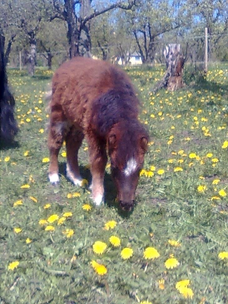 Shetlænder Fejø´s Fiona *RIP. D 22/4-12 * billede 13