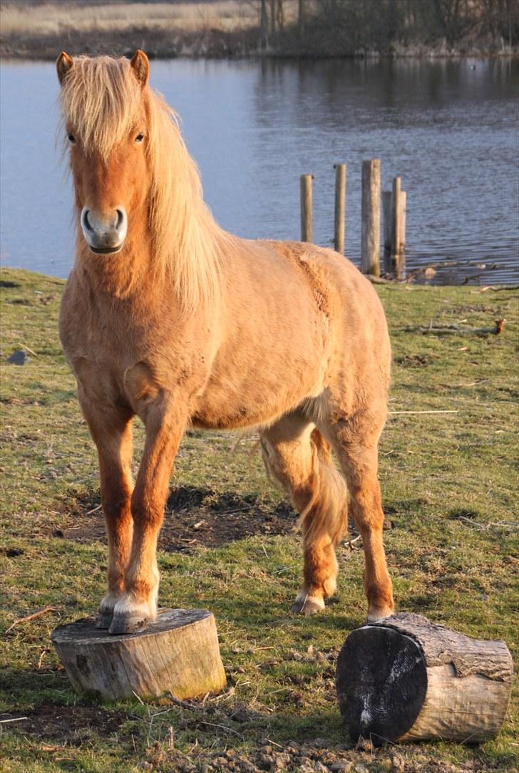 Islænder Kjarna Fra Ryttergaarden billede 8