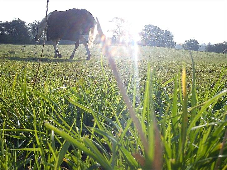 Anden særlig race | Elajka <3 *Rider* - Elajka over det grønne græs.. <3 | Foto: Mig billede 1
