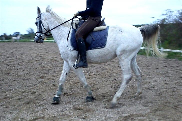 Anden særlig race | Elajka <3 *Rider* - Versade ;i <3 | Foto: Sune <3 billede 2