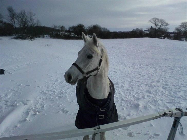 Anden særlig race | Elajka <3 *Rider* - Istiden 2009 :-D Elajka <3 | Foto: Mig billede 4
