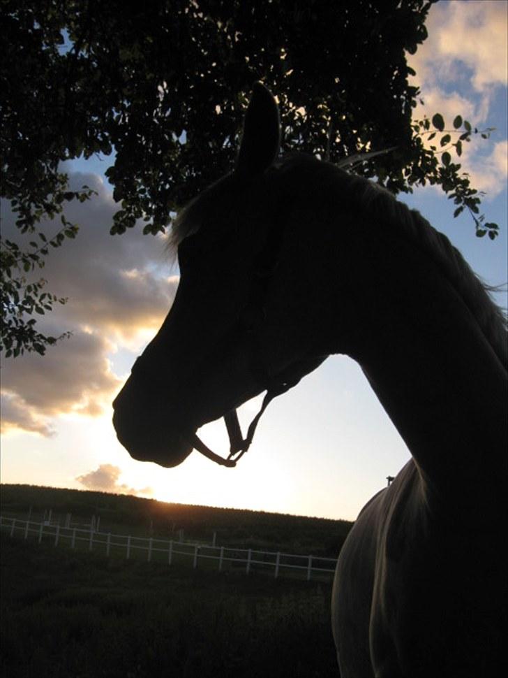 Anden særlig race | Elajka <3 *Rider* - Tusmørke Laik´sen :-) <3 | Foto: Mig billede 5
