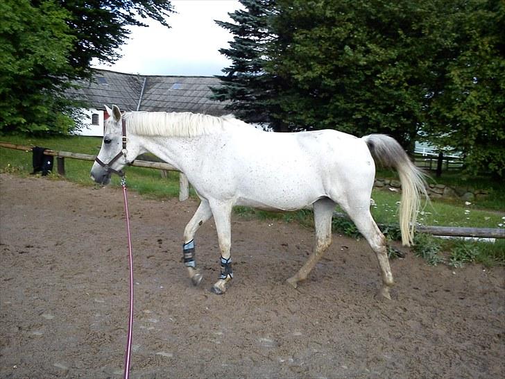 Anden særlig race | Elajka <3 *Rider* - Prinsessen longeres (L) | Foto: Mig billede 6
