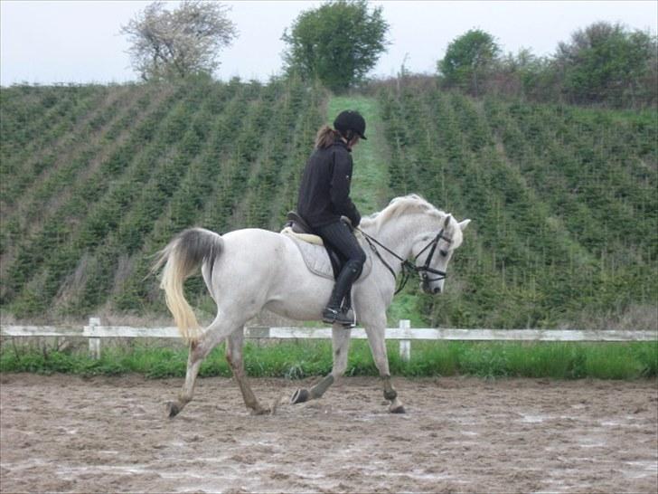 Anden særlig race | Elajka <3 *Rider* - Dressur på den dejlige <3 | Foto: Mor <3 billede 7