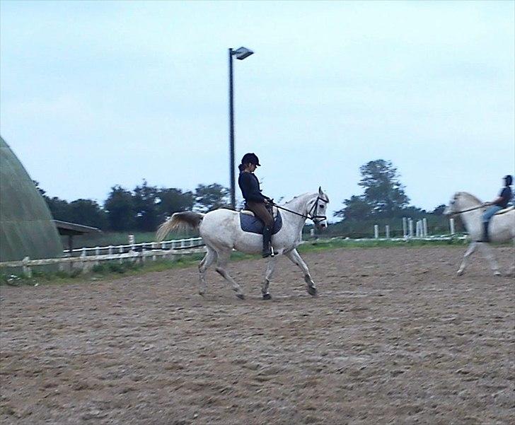 Anden særlig race | Elajka <3 *Rider* - Dressur :-) | Foto: Sune <3 billede 8