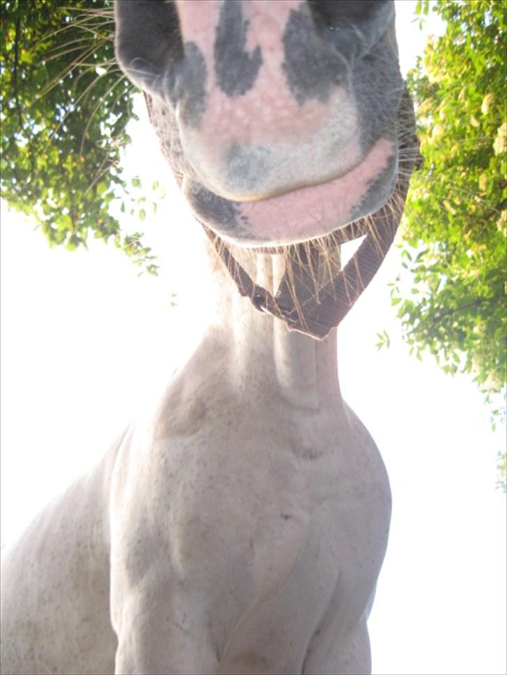 Anden særlig race | Elajka <3 *Rider* - Sjov vinkel (-; | Foto: Moi! :-) billede 9