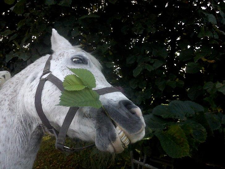 Anden særlig race | Elajka <3 *Rider* - Haps! 8-) | Foto: Mor <3 billede 10