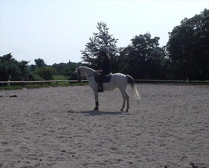 Anden særlig race | Elajka <3 *Rider* -  Foto: Alberte <3 billede 11