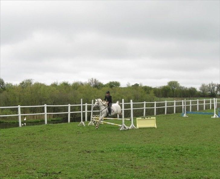 Anden særlig race | Elajka <3 *Rider* - Springning :-D <3 | Foto: Mor <3 billede 12