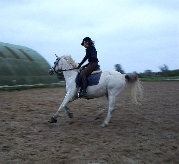 Anden særlig race | Elajka <3 *Rider* - I en let galop! :-) <3 | Foto: Sune <3 billede 15