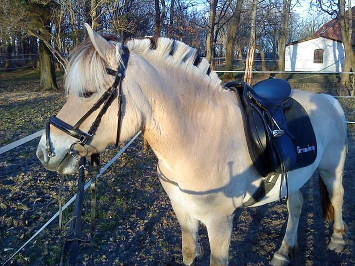 Fjordhest Rosetta *Den klareste stjerne på himlen!* - Smukke pony!<3 - tak fordi I ville kigge med, smid gerne en kommentar og en bedømmelse :D R.I.P! billede 20