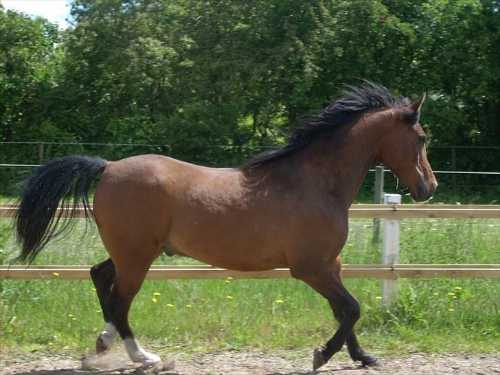 Anden særlig race sebastian billede 11