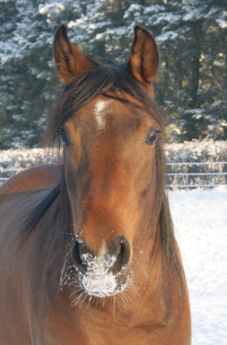 Anden særlig race sebastian billede 12