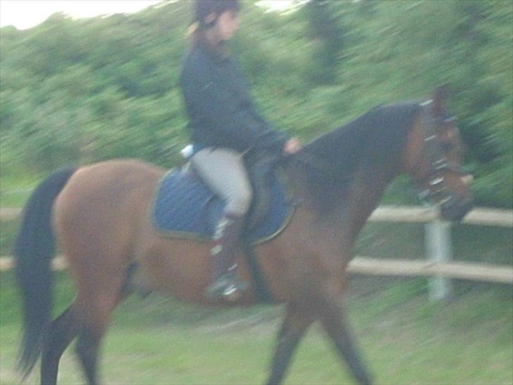 Anden særlig race sebastian billede 14