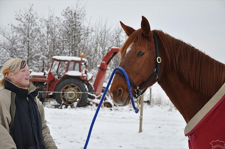 Traver Ferrari (Mr. King) - Du kan ikke tvinge en hest til at elske dig. Kærlighed kommer med tillid,  tillid kommer med tålmodighed. Gør dig selv den tjeneste at have tålmodhed og du får en ven for livet.  billede 1