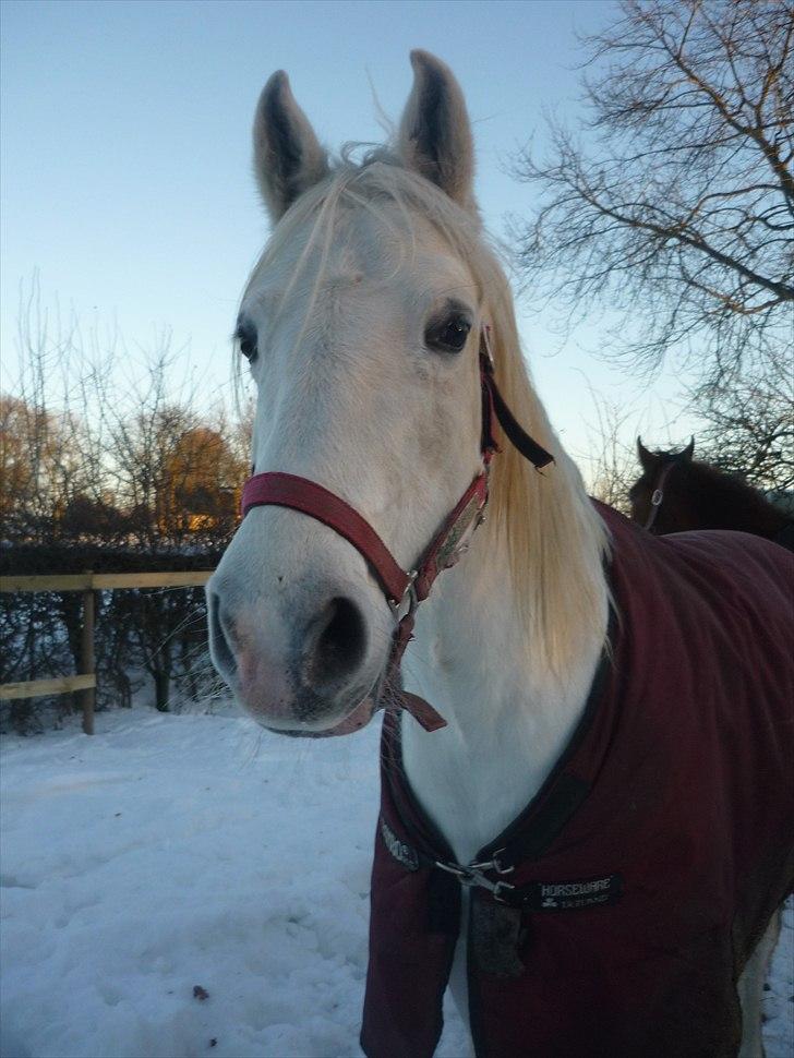 Shagya Araber (SH) Sharie Sh billede 1