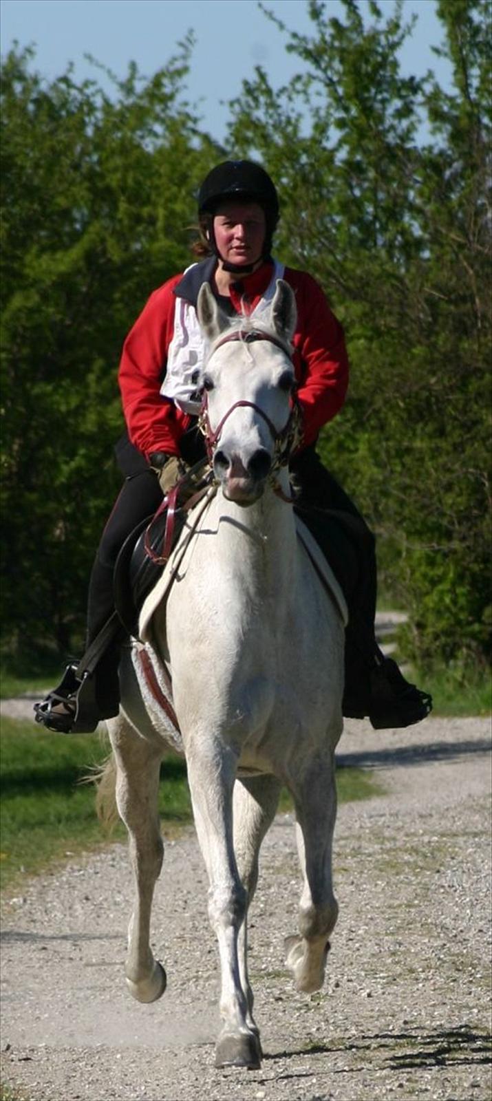 Shagya Araber (SH) Sharie Sh billede 2