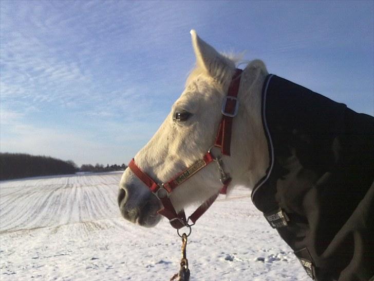 Shagya Araber (SH) Sharie Sh billede 3