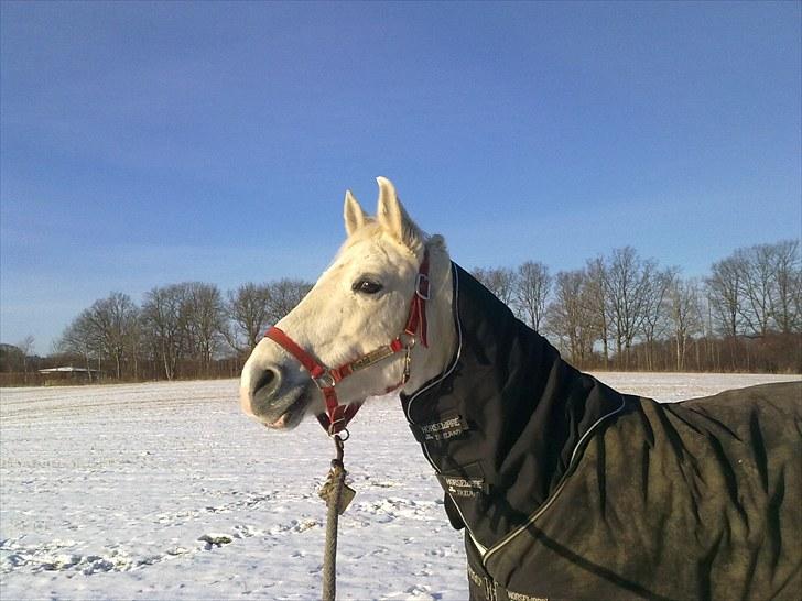 Shagya Araber (SH) Sharie Sh billede 4