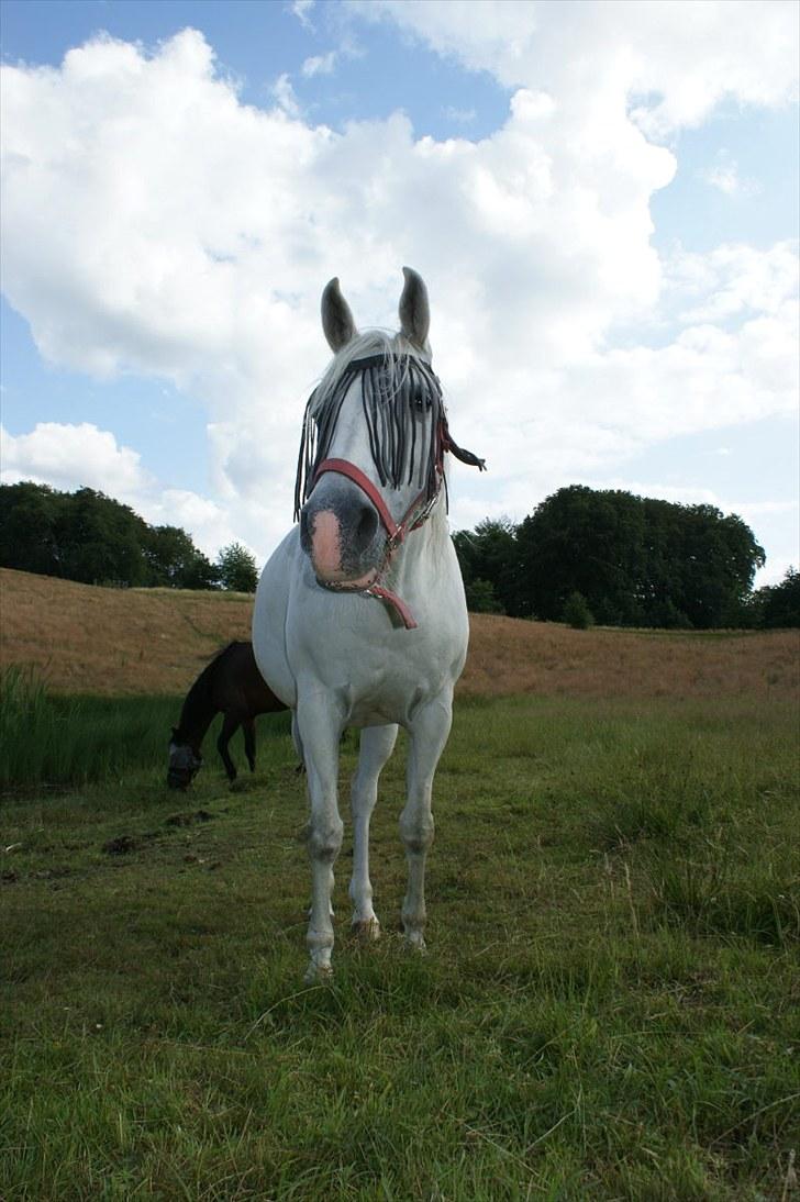 Shagya Araber (SH) Sharie Sh billede 5