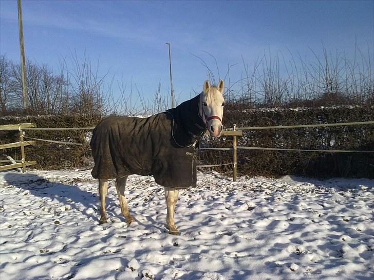 Shagya Araber (SH) Sharie Sh billede 6