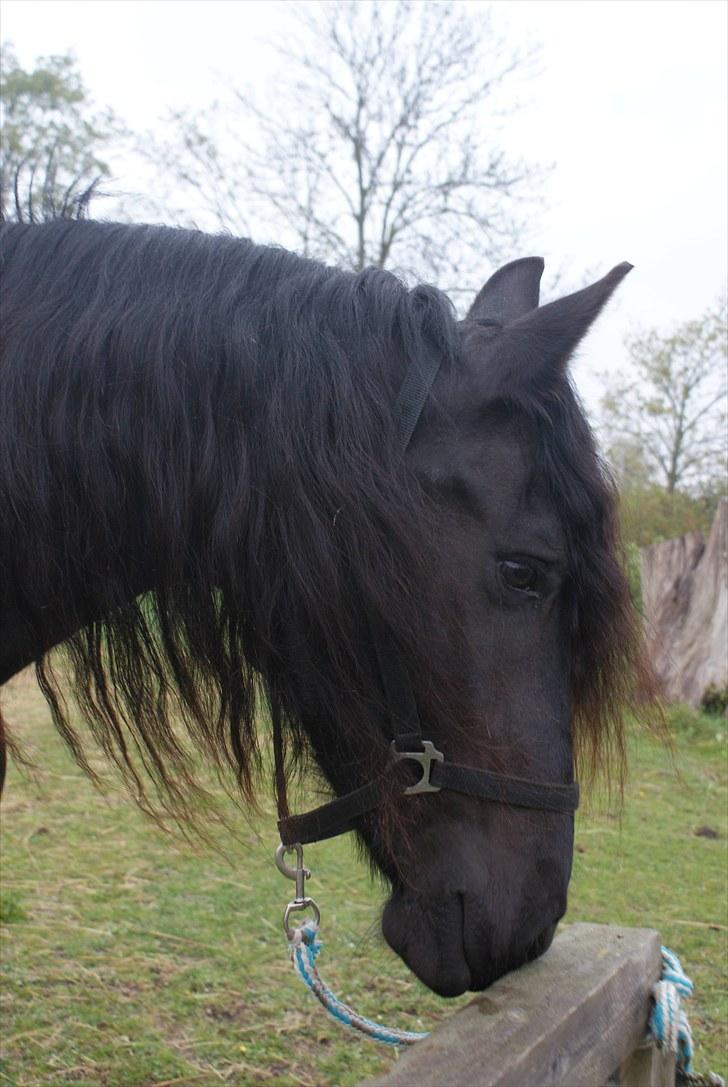 Frieser Freule van de Spiegelplas billede 13