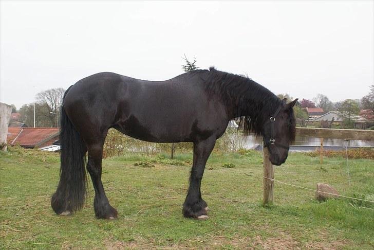 Frieser Freule van de Spiegelplas - Så kom græsset igen, men det vokser godt nok langsomt... billede 15