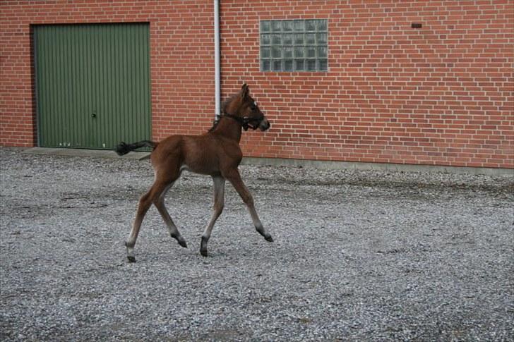 Anden særlig race Miracle from above billede 2