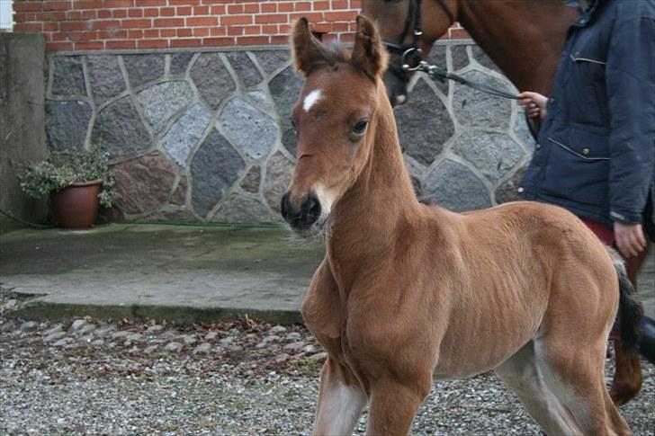 Anden særlig race Miracle from above billede 5