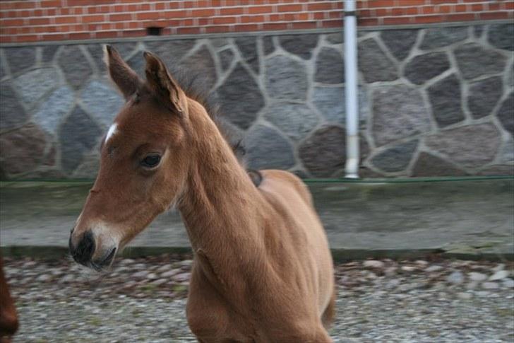 Anden særlig race Miracle from above billede 7