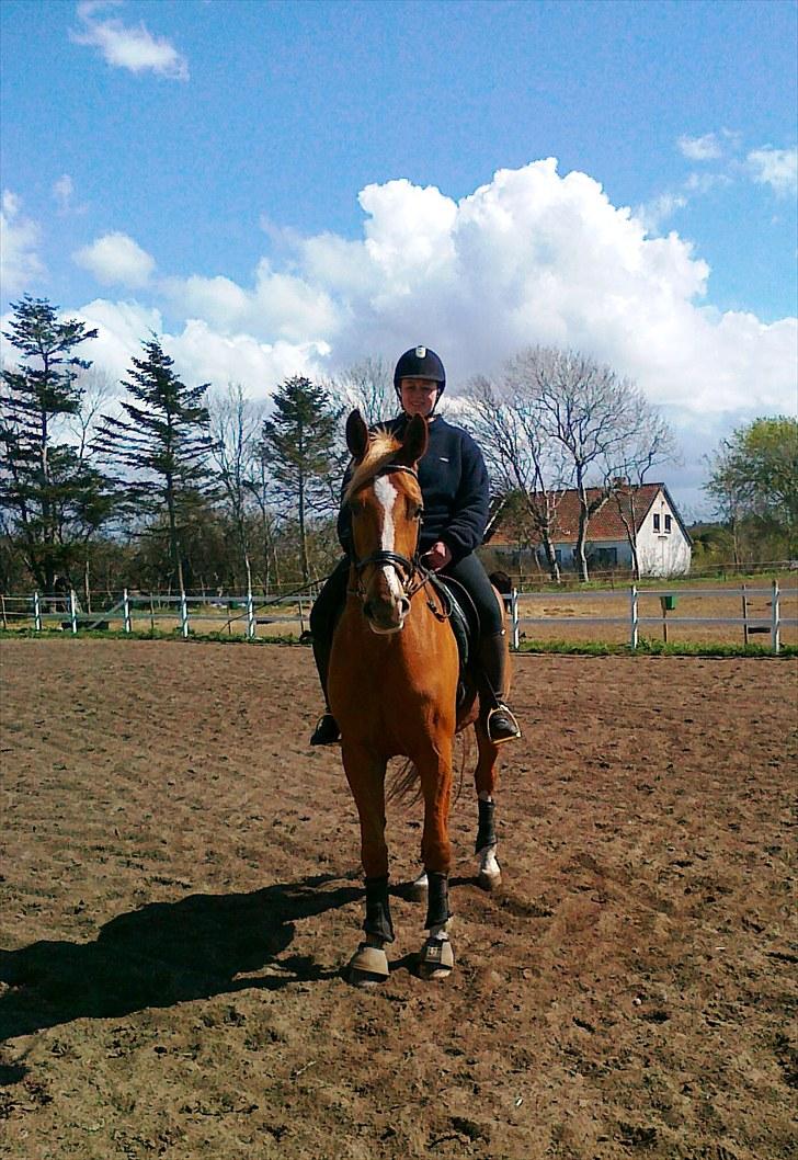 Dansk Varmblod Kasandra Ditlev billede 12