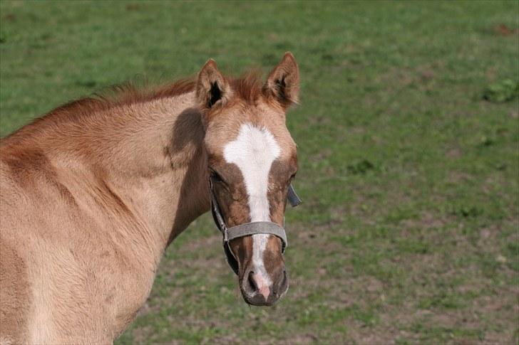DSP Lykkebo Contador - Contador, 29.04.10.  billede 8