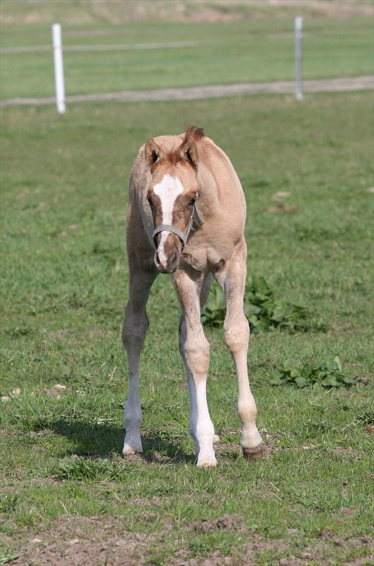 DSP Lykkebo Contador - Contador, 29.04.10. billede 9