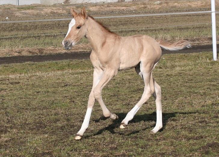 DSP Lykkebo Contador billede 10