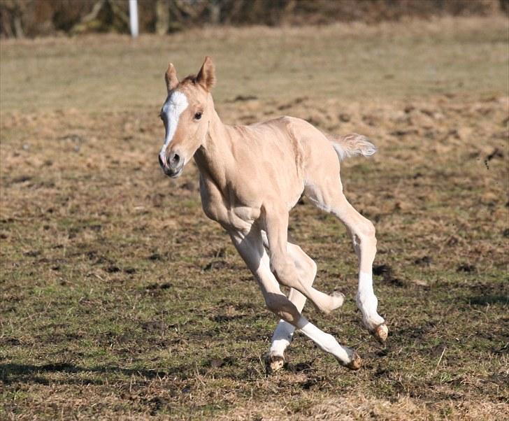 DSP Lykkebo Contador billede 11