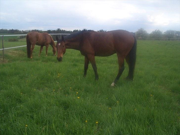 Dansk Varmblod Bakkebo´s Le´ Moni- Rip smukke limse ?? billede 16