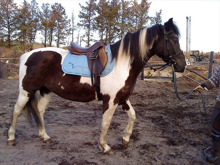 Anden særlig race Piper Solgt :-( billede 1