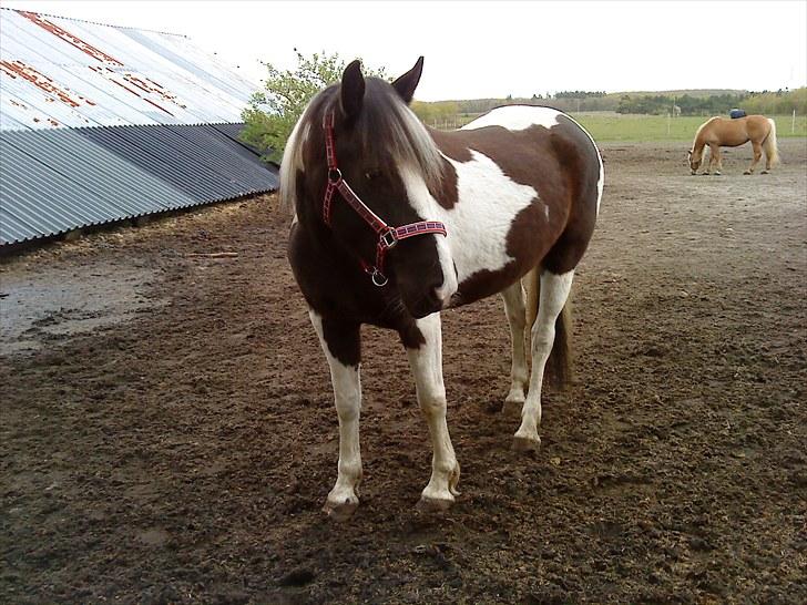 Anden særlig race Piper Solgt :-( billede 2