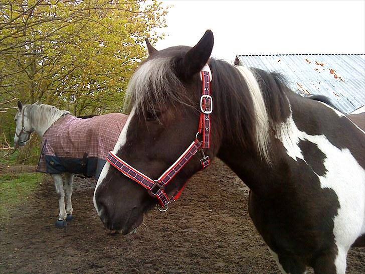 Anden særlig race Piper Solgt :-( billede 3