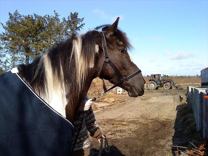 Anden særlig race Piper Solgt :-( billede 4