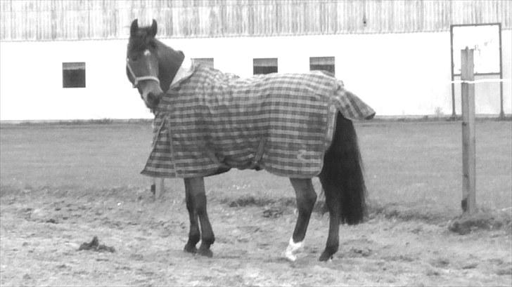 New Forest My Fair Turbo "Kesse" billede 11